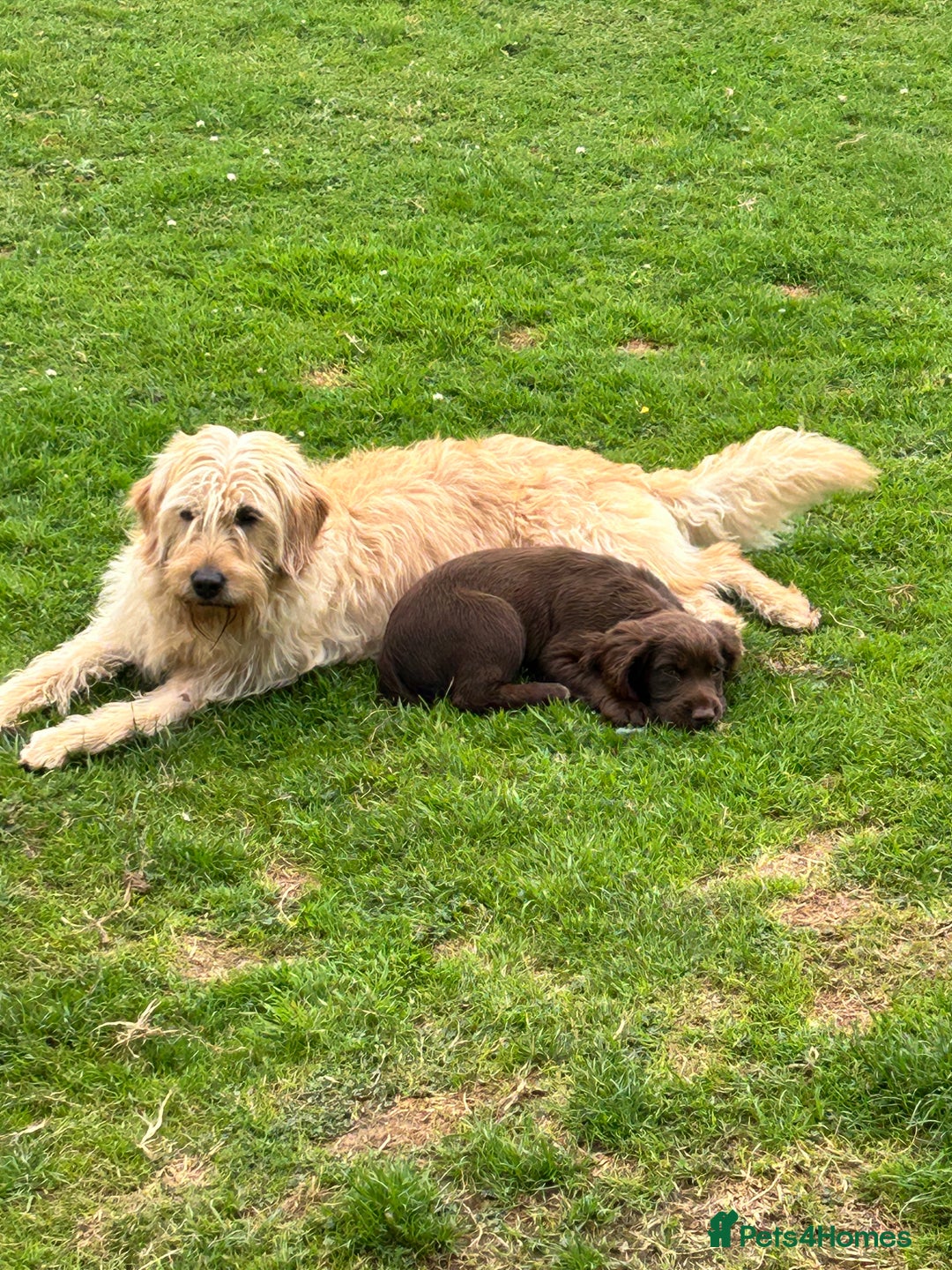 Labradoodle dogs for sale: 🌟 Beautiful Darcy — Yellow Labradoodle 🌟 - Image 10