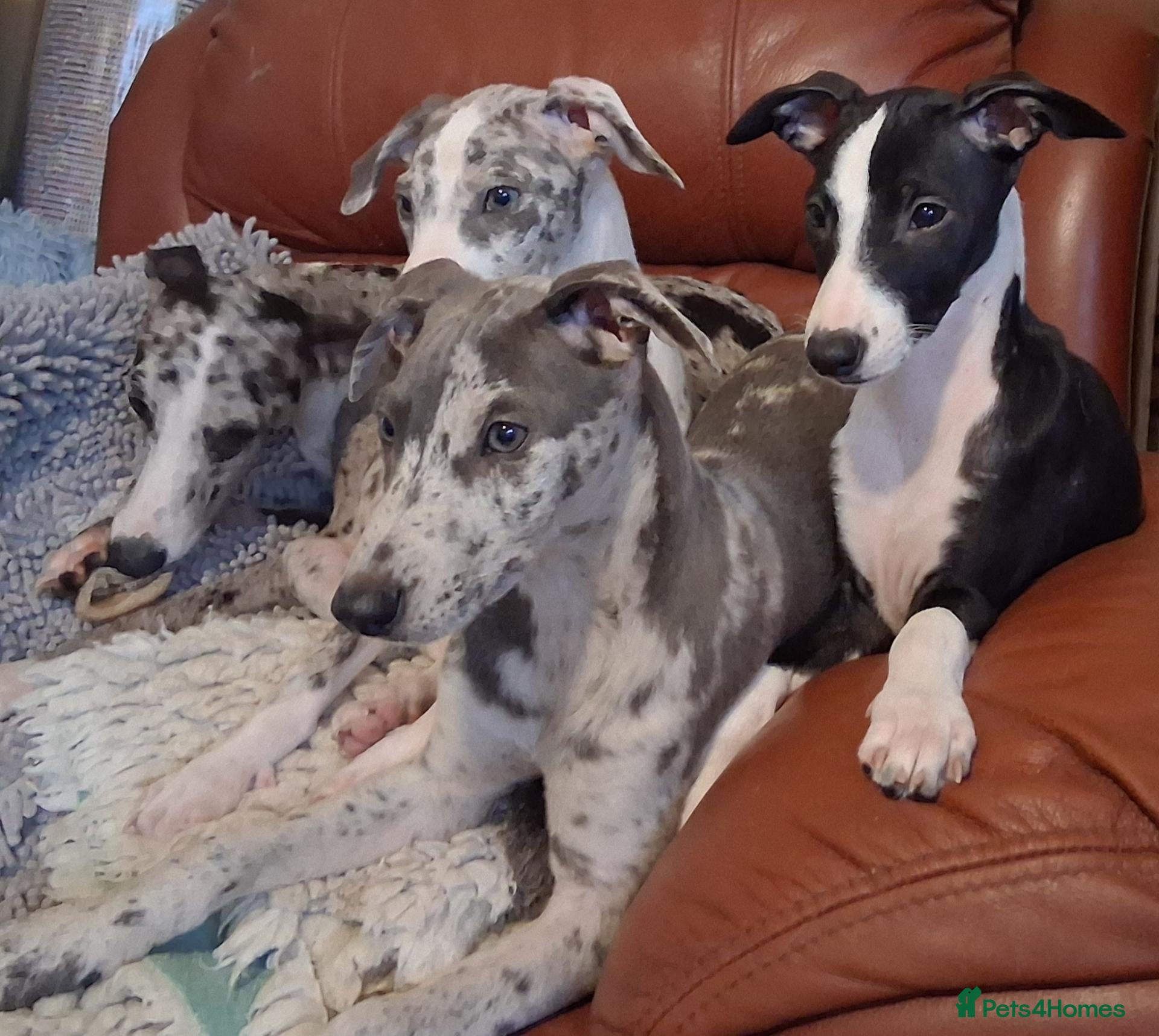 Italian Greyhound dogs for sale: Italian greyhound x whippet - Advert 7