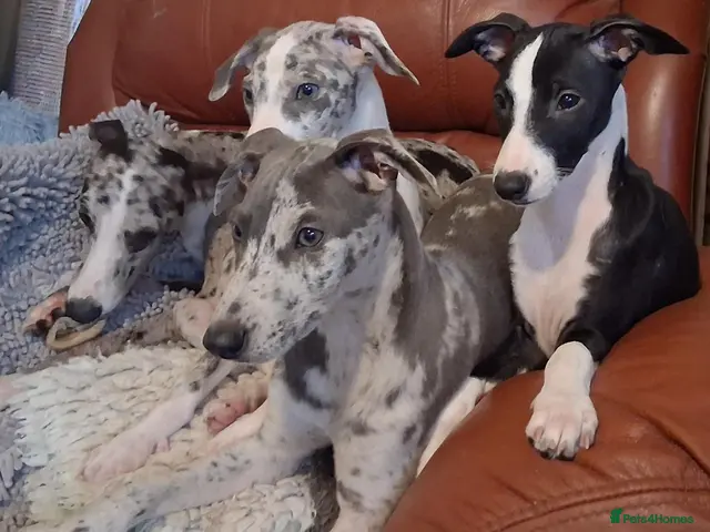 Italian Greyhound dogs for sale: Italian greyhound x whippet - Advert 7