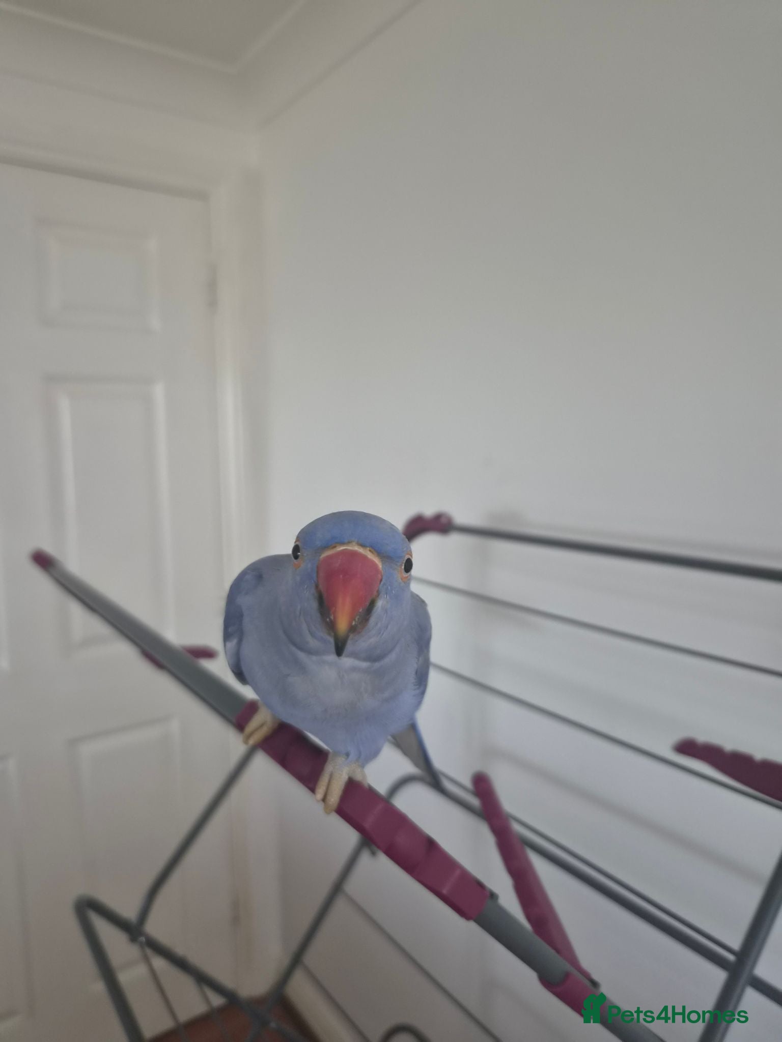 Ringnecks birds Double factor violet ringneck  - Advert 1