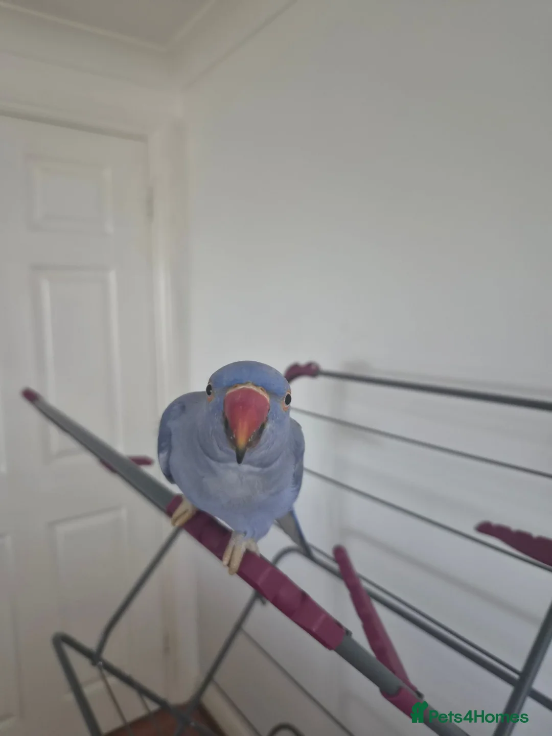 Ringnecks birds for sale: Double factor violet ringneck  - Advert 1