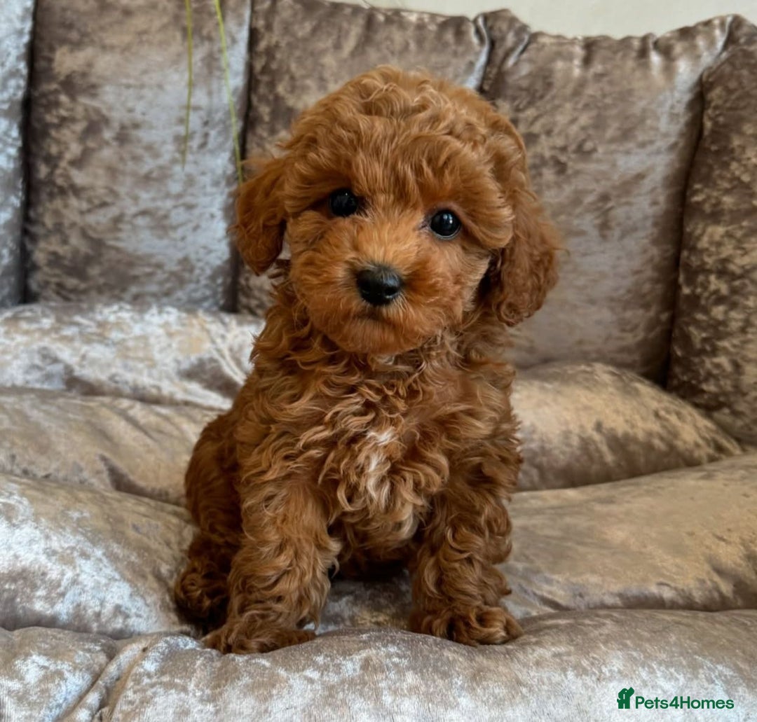Maltipoo dogs for sale: Gorgeous Toy Maltipoo Puppies! - Image 7