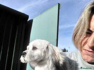 Lhasa Apso dogs in March - Advert 5