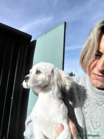 Lhasa Apso dogs in March - Advert 1