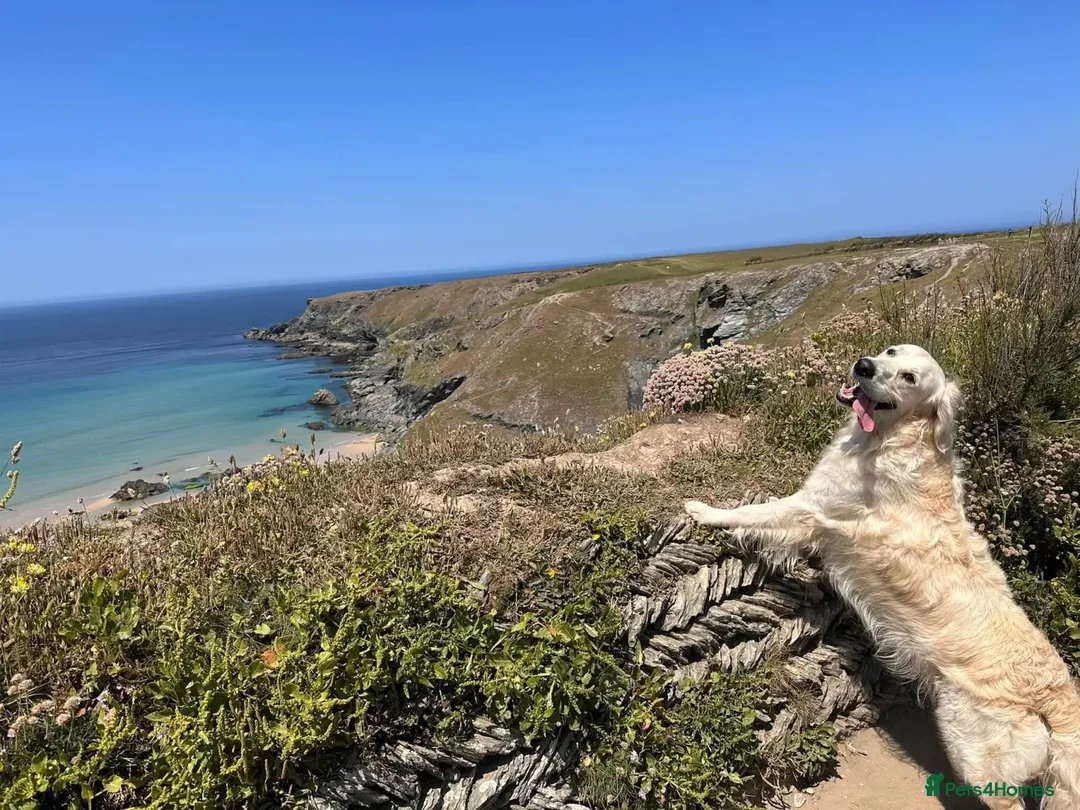 Golden Retriever dogs for stud: Kind, intelligent and loving therapy dog for stud - Advert 28