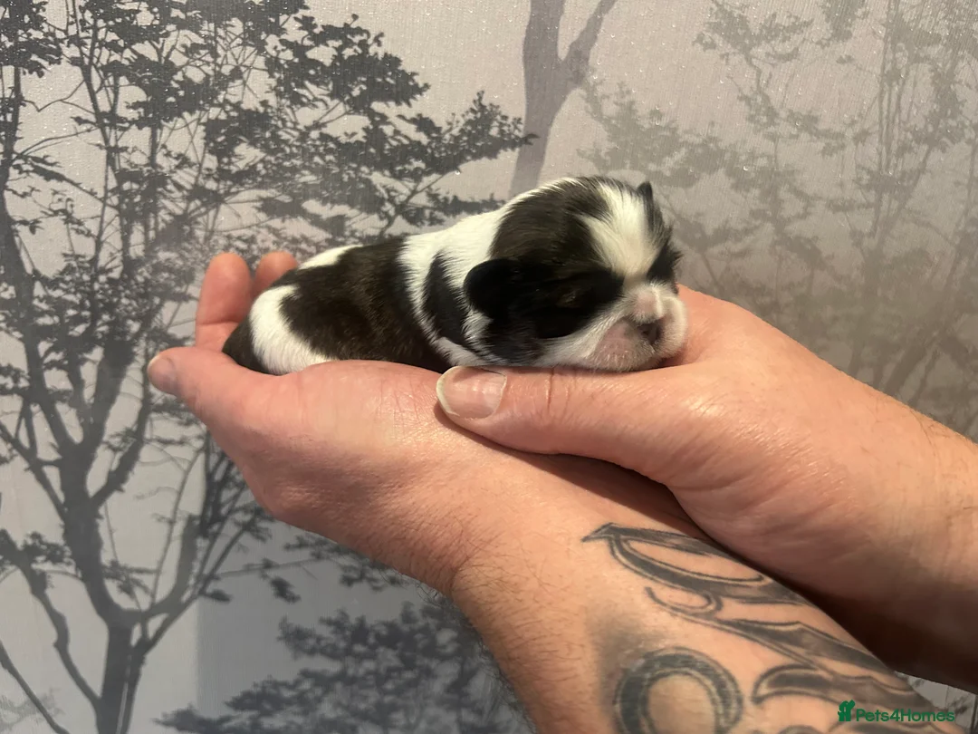 Shih Tzu dogs for sale: Imperial Shih Tzu puppie  - Advert 3