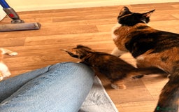 Mixed Breed cats for sale: Three cliffs ready for a new home - Image 8