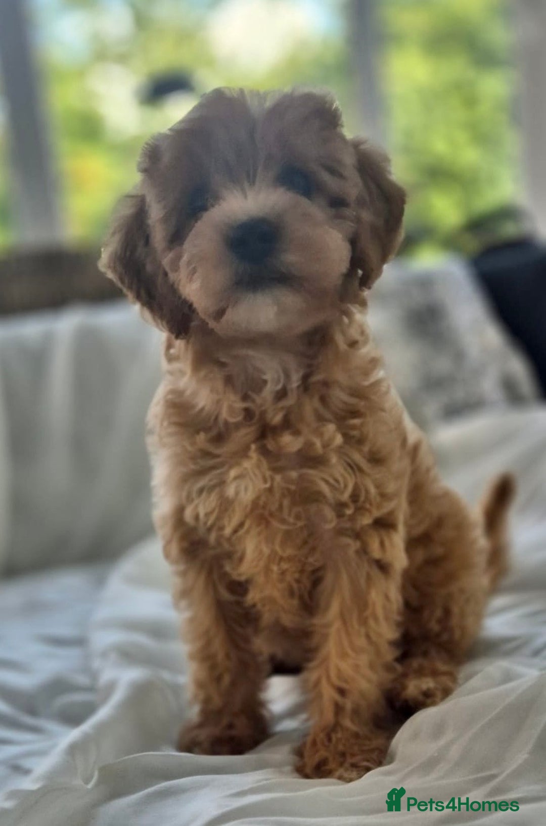 Cavapoochon dogs for sale: F1b MOYEN MERLE CAVAPOOCHON PUPS - Image 17