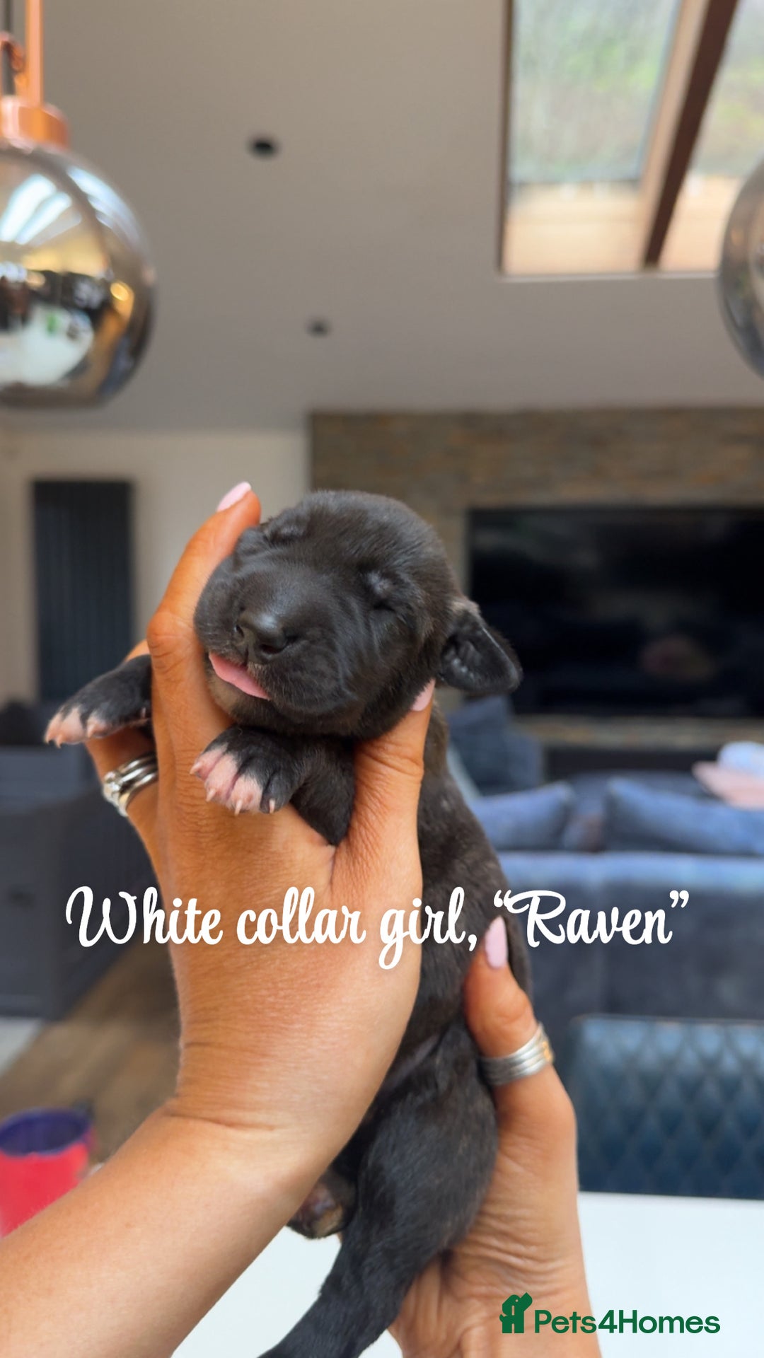 Irish Wolfhound dogs for sale: Outstanding Irish Wolfhound KC Reg Puppies  - Advert 12