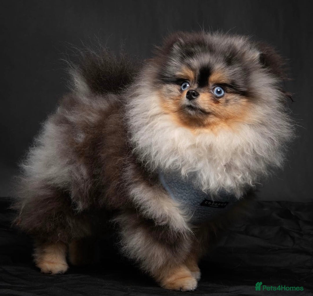 Pomeranian dogs for sale: RARE MINI MERLE FLUFFY POMERANIANS  - Advert 10