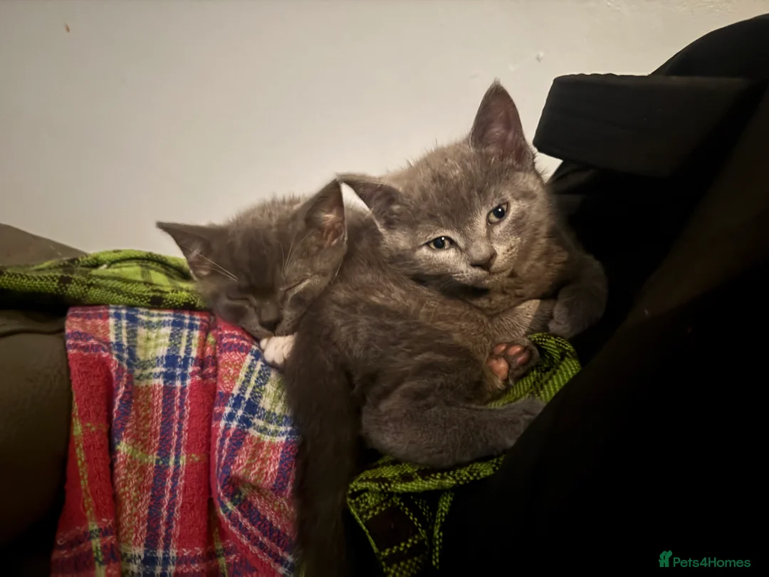 Mixed Breed cats for sale: Beautiful and super friendly mixed kittens - Advert 8