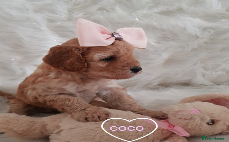 Cavapoo dogs - Advert 4
