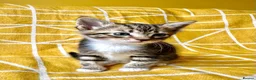 Mixed Breed cats for sale: Beautiful, Friendly Mixed Breed Tabby & White in Dartmouth - Advert 14