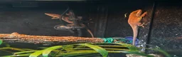 Anole reptiles for sale: 3x Green anoles for sale (1x m, 2x f) in Leighton Buzzard - Advert 5