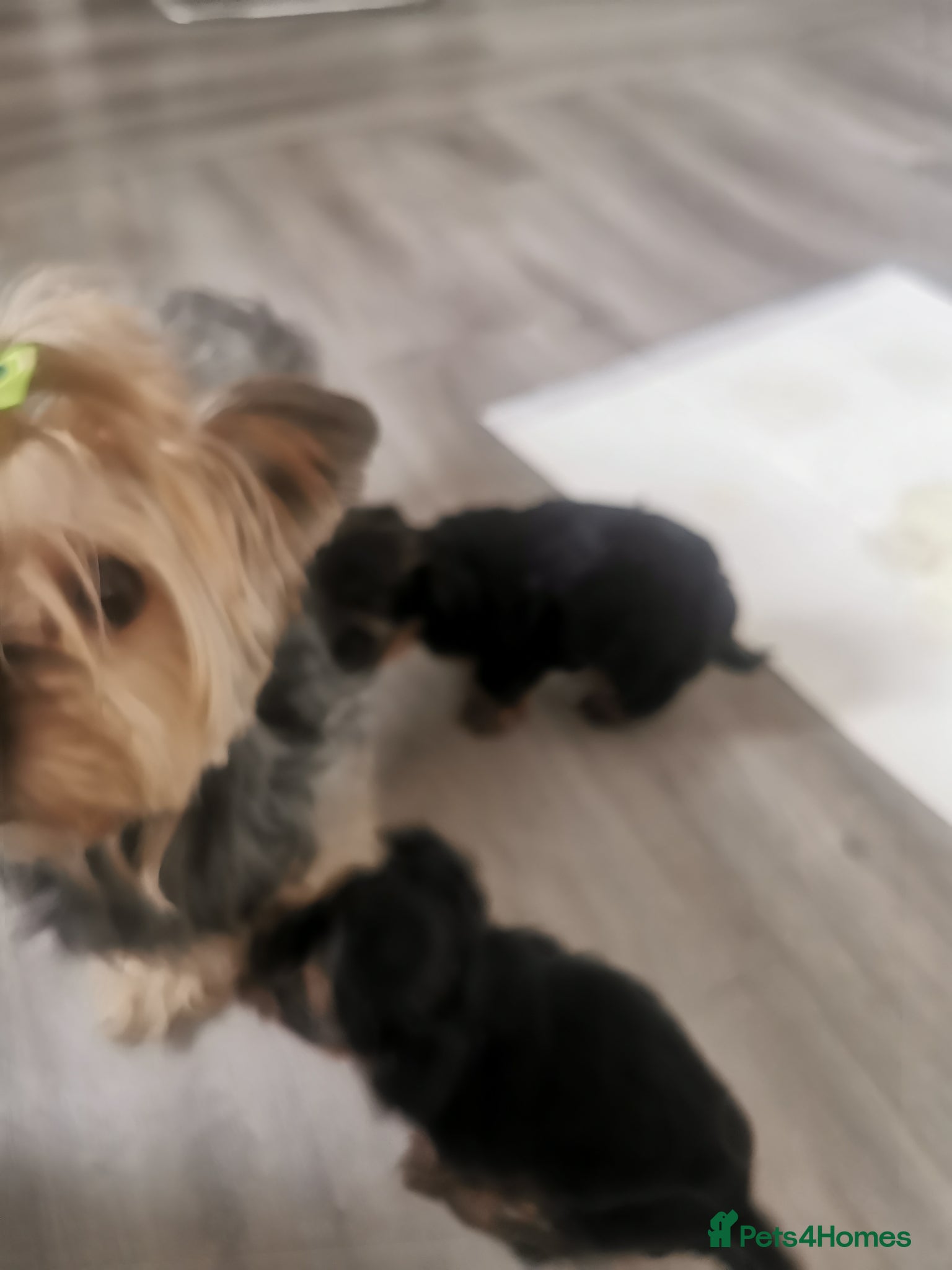 Yorkshire Terrier dogs for sale  - Advert 12