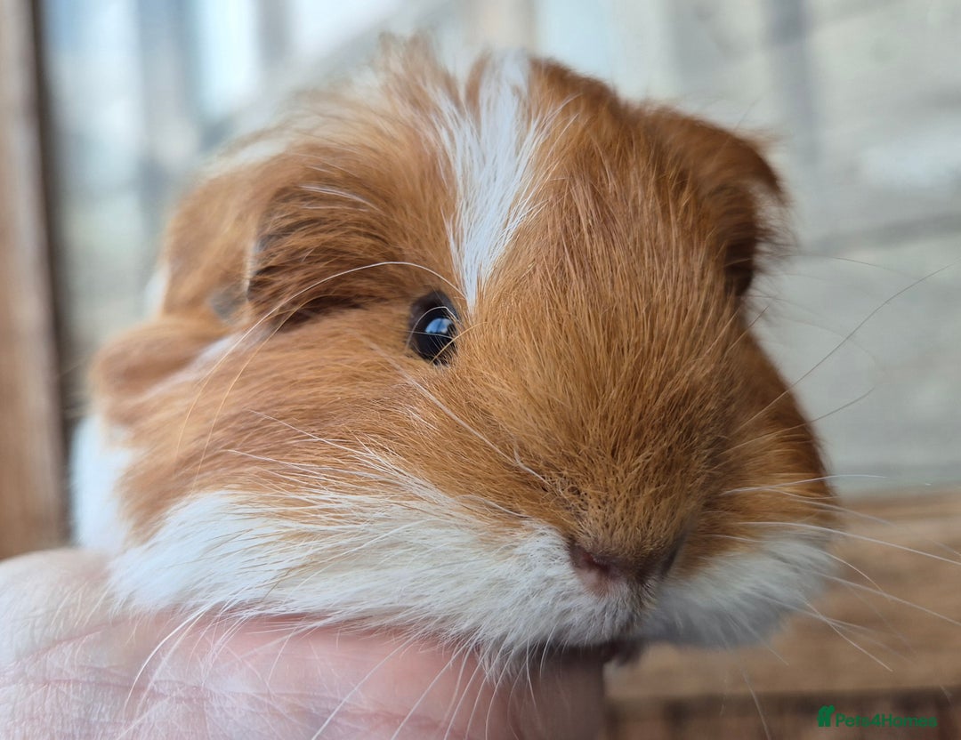 Guinea Pig rodents for sale: sheltie babys - Image 5