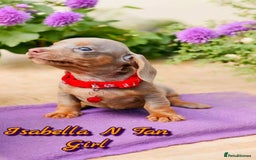 Miniature Dachshund dogs for sale: BLUE DAPPLE & ISABELLA DAPPLE PUPS AVAILABLE  - Image 19