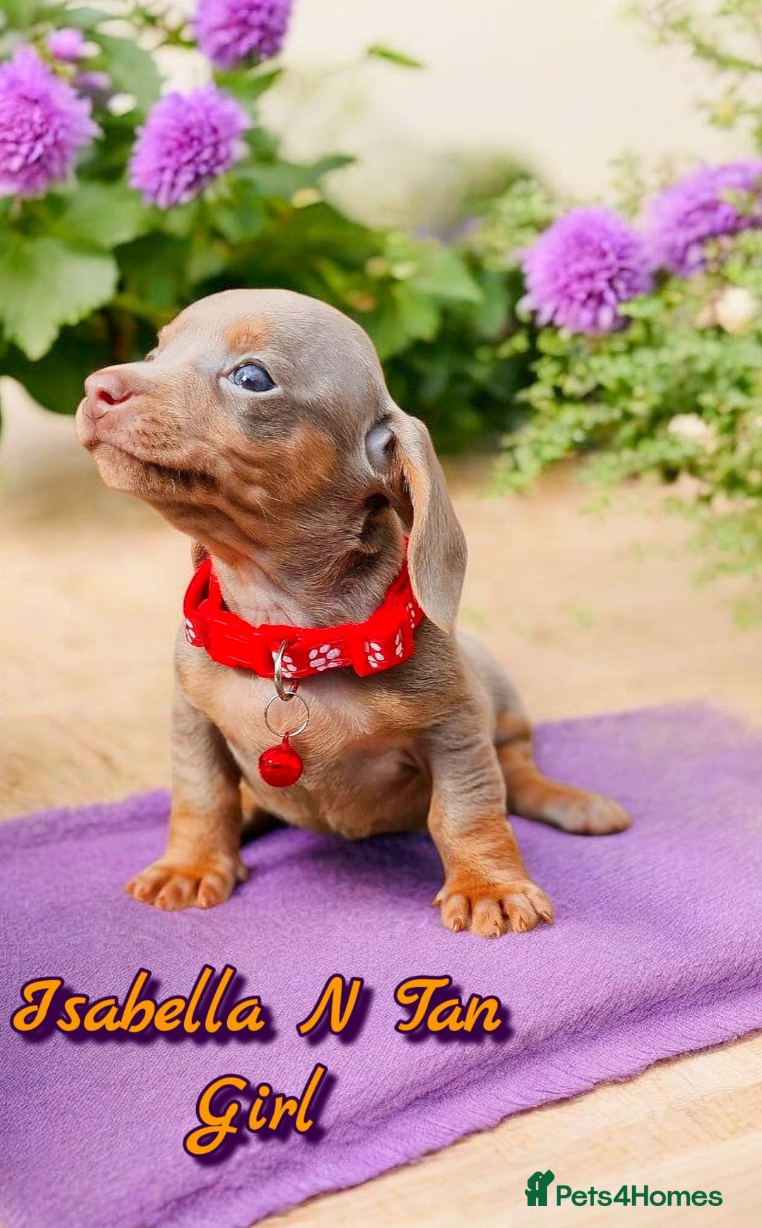 Miniature Dachshund dogs for sale: BLUE DAPPLE & ISABELLA DAPPLE PUPS AVAILABLE  - Image 19