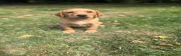 Labrador Retriever dogs for sale: Kc reg ftch Labrador puppies - Advert 22