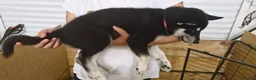 Siberian Husky dogs for sale: 5 Boys & 2 Girls Siberian Huskies – b. 21/5/26 - Advert 6