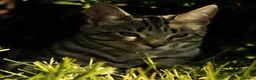 Maine Coon cats for sale: Maine coon X Cat - Advert 15