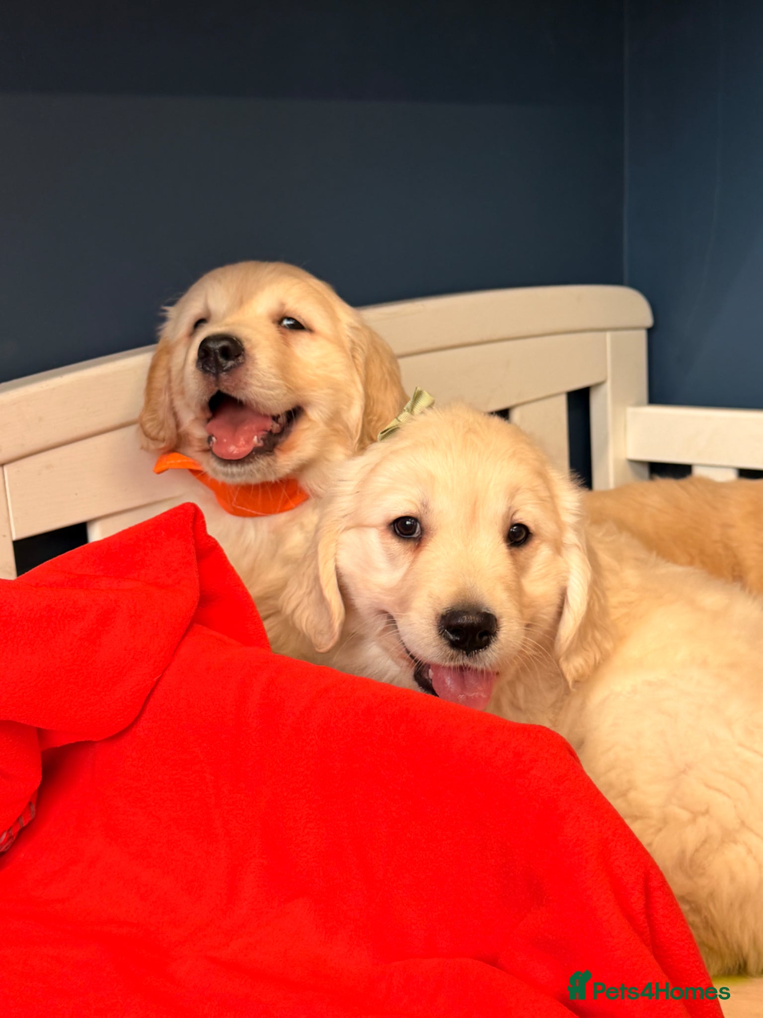 Golden Retriever dogs for sale: 🐶 Gorgeous Chunky type Golden Retriever Puppies🐶 - Advert 12