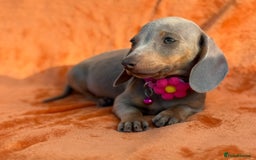 Miniature Dachshund dogs for sale: KC Reg Miniature Dachshund Puppies  - Image 11
