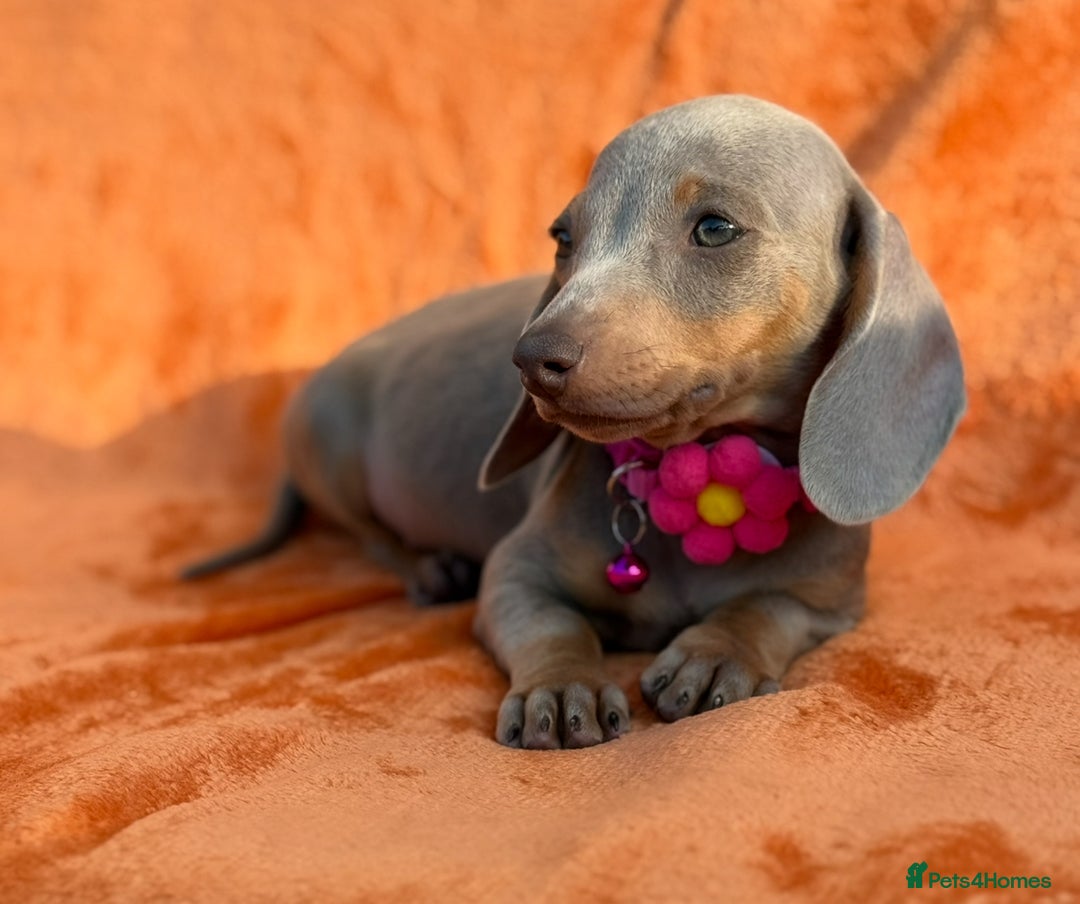 Miniature Dachshund dogs for sale: KC Reg Miniature Dachshund Puppies  - Image 11