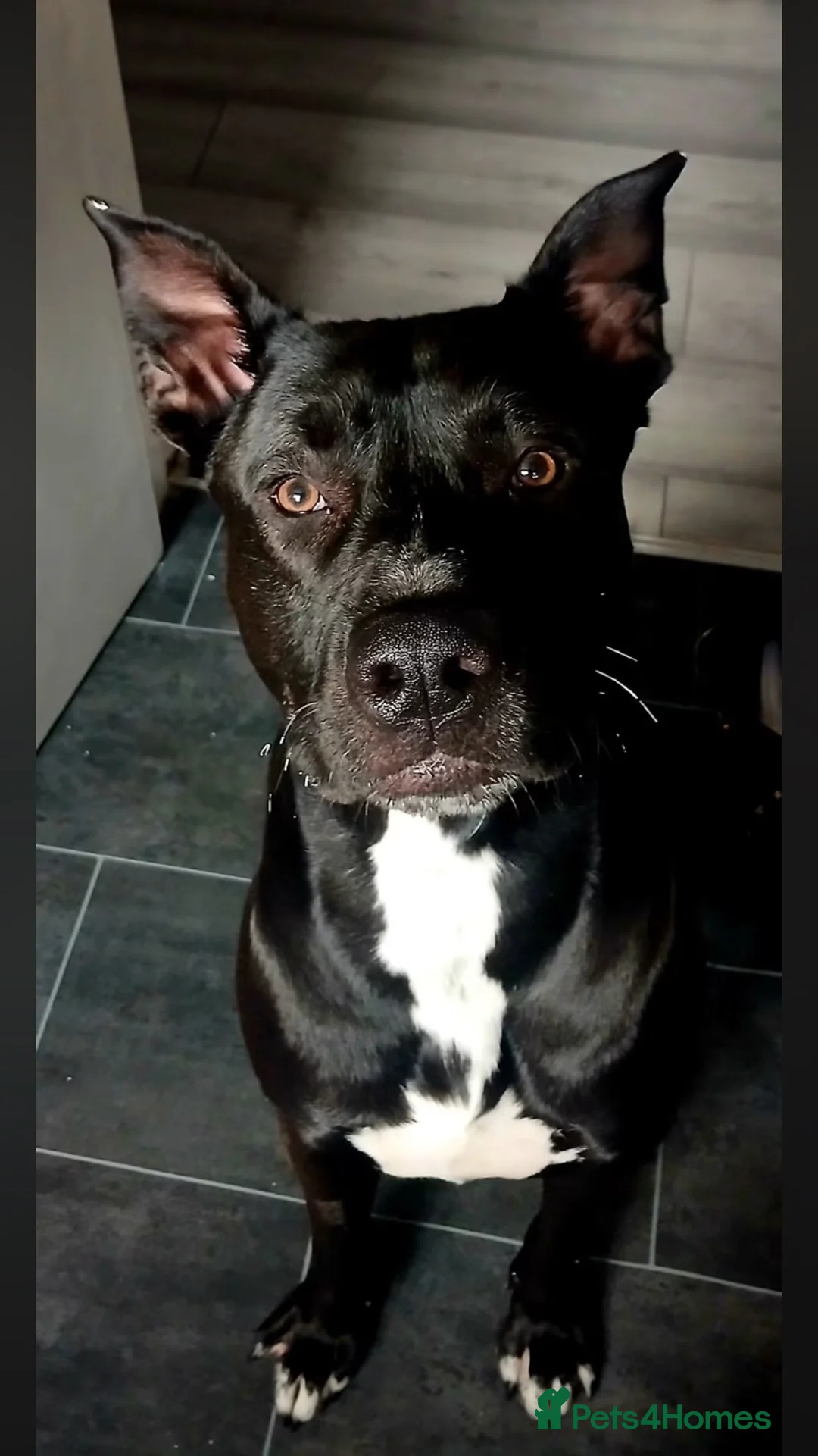 Mixed Breed dogs for sale: Cane-corso x lab  - Advert 2