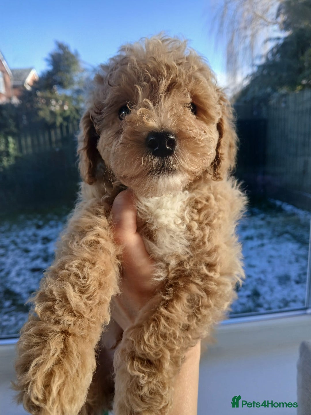 Goldendoodle dogs for sale: Mini Goldendoodle boy - Advert 1