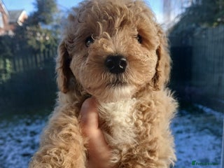Goldendoodle dogs Mini Goldendoodle boy - Advert 3