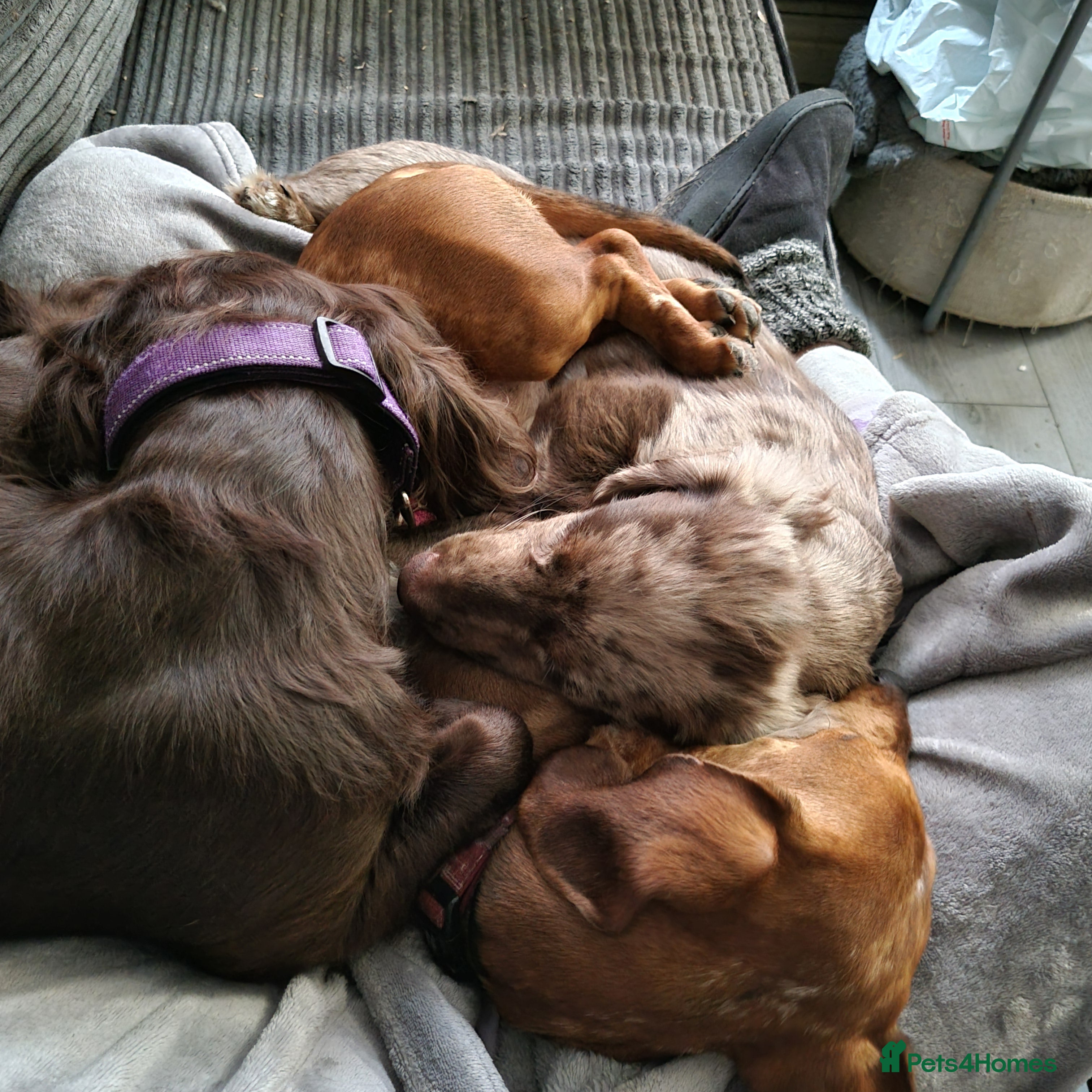 Mixed Breed dogs Docker  - Advert 1