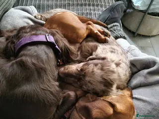 Mixed Breed dogs Docker - Advert 1