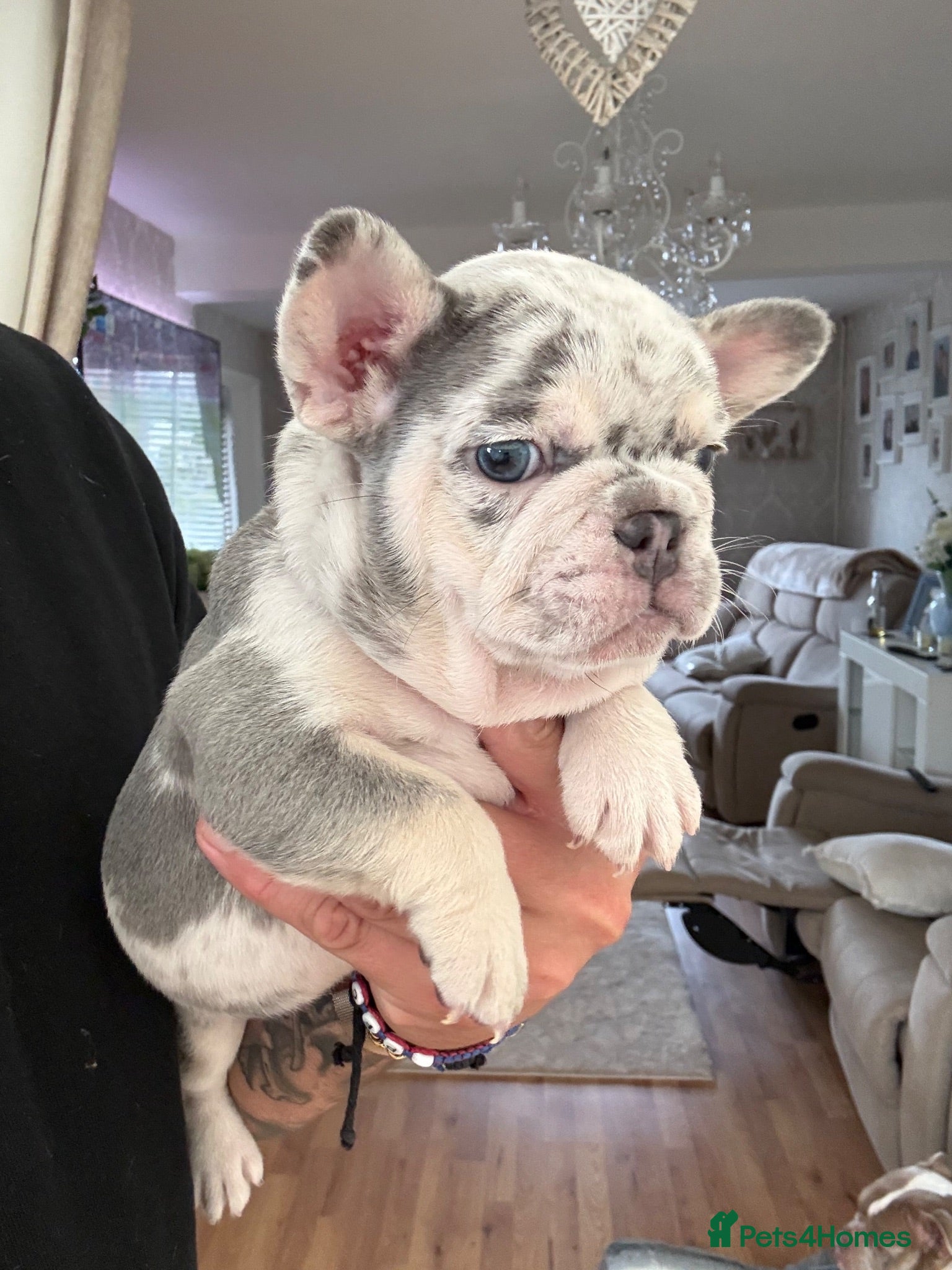 French Bulldog dogs Beautiful French bulldogs  - Advert 2