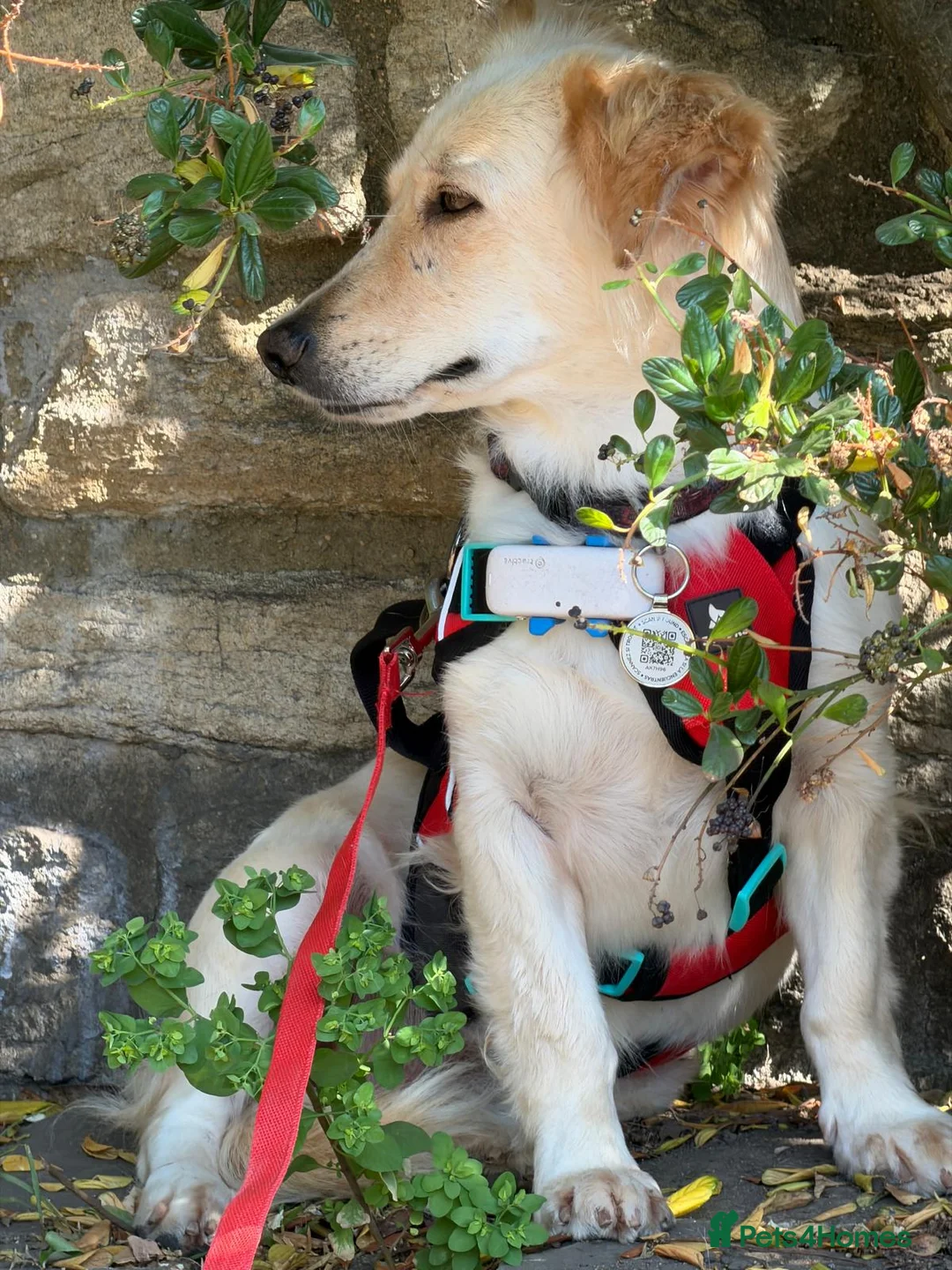 Mixed Breed dogs for adoption: 🌸 Hattie – A Little Patience, A Lifetime of Love in Witney - Advert 2