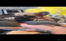 French Bulldog dogs for sale: French bulldog puppies - Image 5