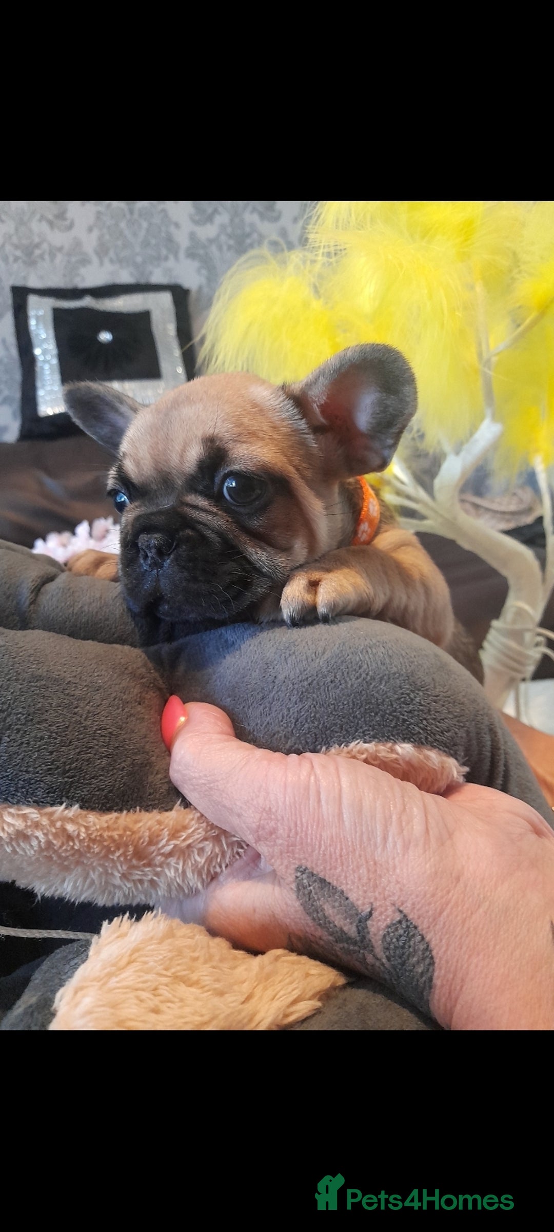 French Bulldog dogs for sale: French bulldog puppies - Image 5