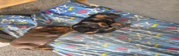 Dobermann dogs for sale: Doberman puppies  - Advert 5
