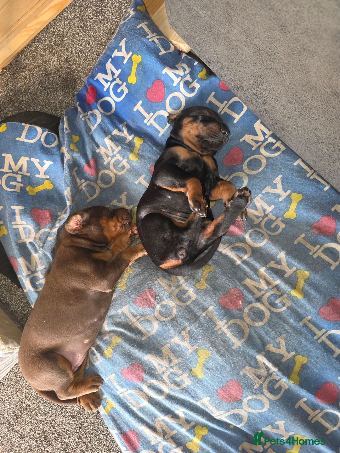 Dobermann dogs for sale: Doberman puppies  - Advert 5