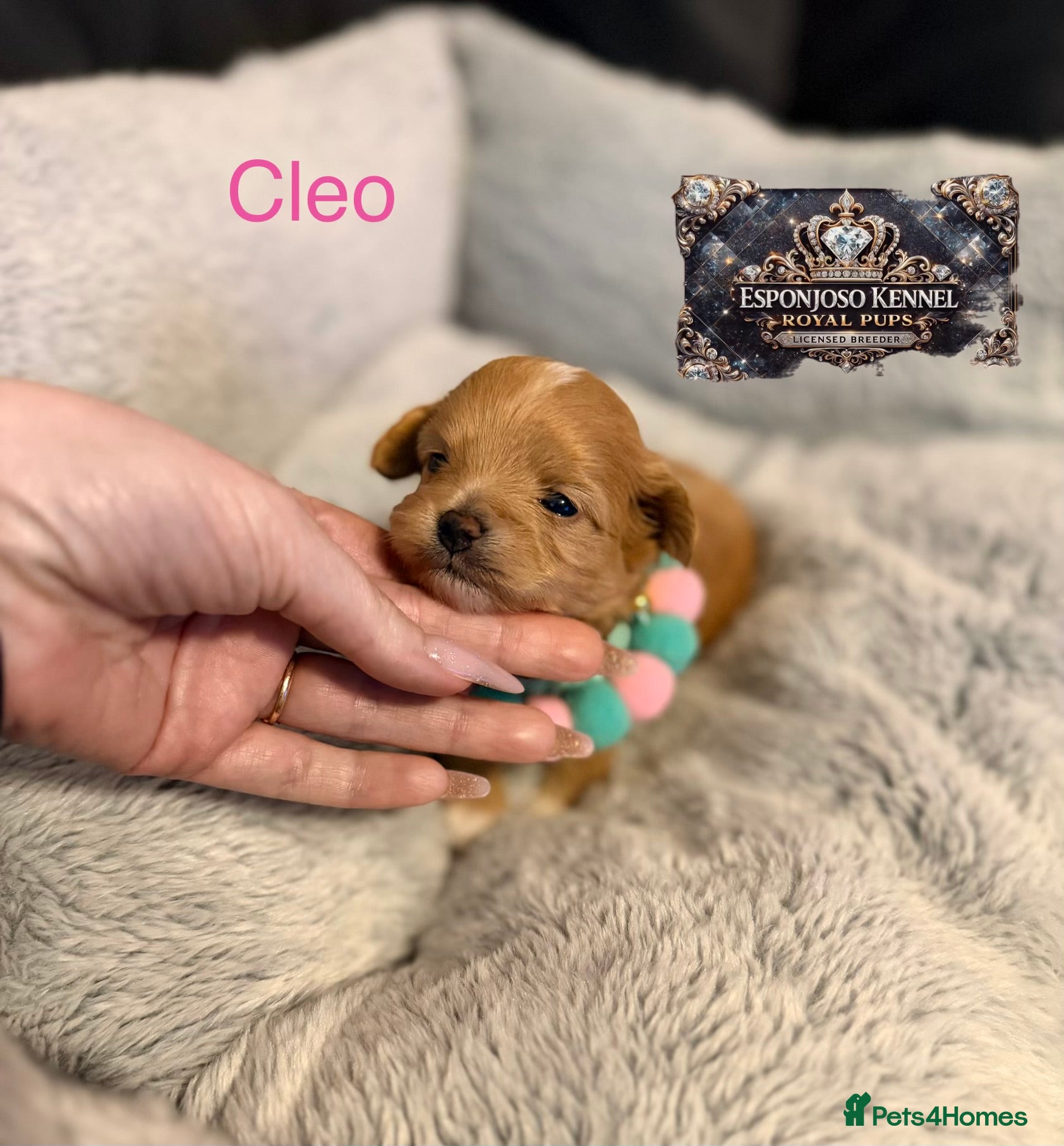 Maltipoo dogs 👑One in a Million F1 tiny Asian Maltipoo👑 - Advert 1