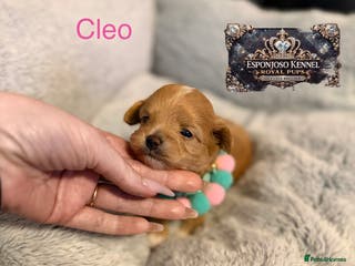 Maltipoo dogs 👑One in a Million F1 tiny Asian Maltipoo👑 - Advert 1