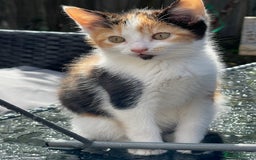 British Longhair cats for sale: 5 ADORABLE FLUFFY BRITISH LONG HAIR KITTENS - Image 5