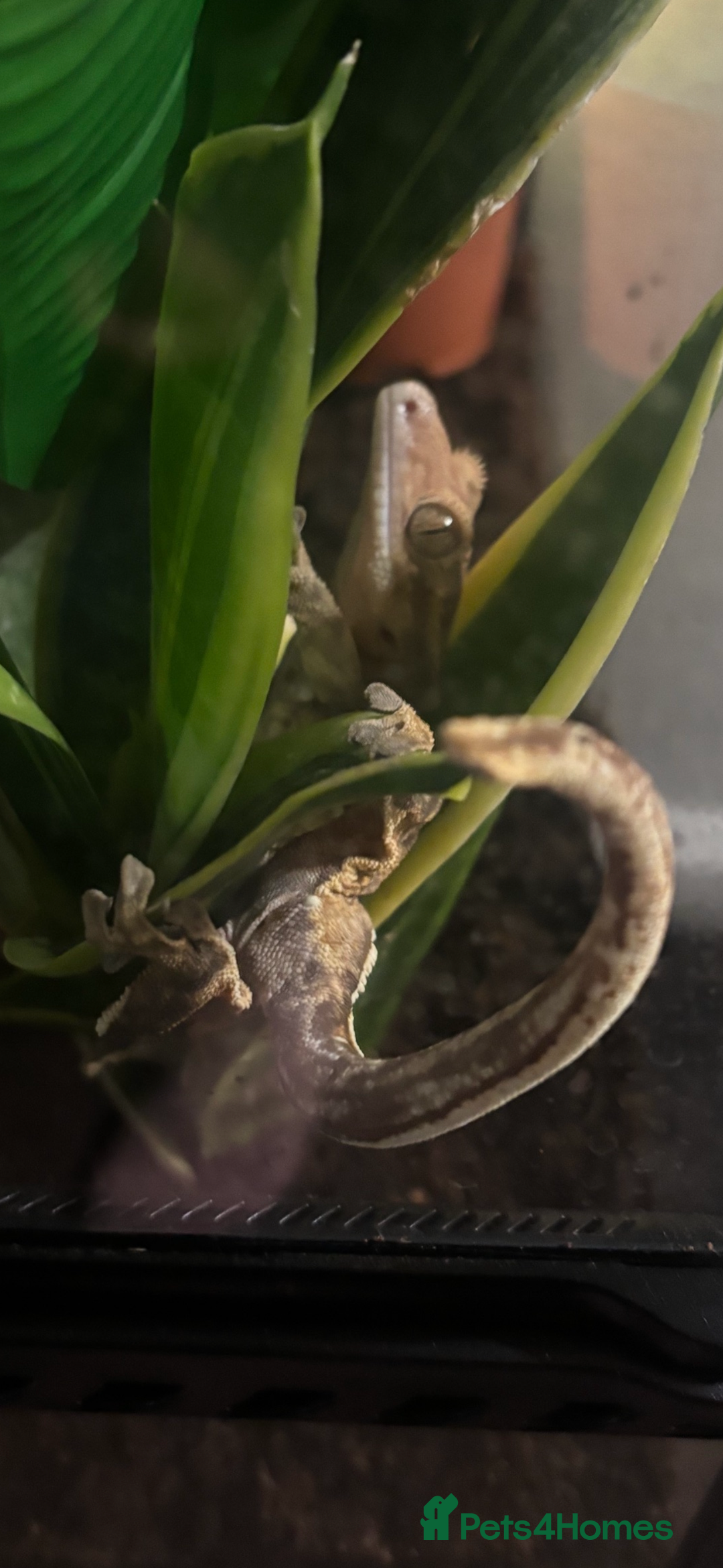 Gecko reptiles for sale: Female crested gecko & setup - Advert 5