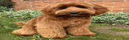 Australian Labradoodle dogs for sale: 100% Genuine Australian Labradoodle Puppies  - Advert 8