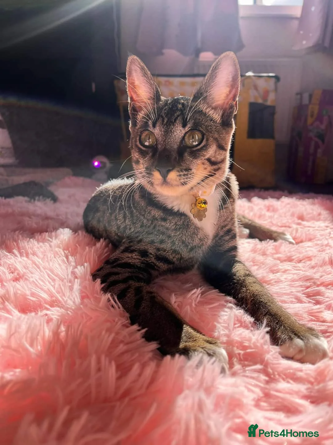 Bengal cats for sale: 🌟 Savannah × Snow Bengal Kittens 🌟 RARE - Advert 10