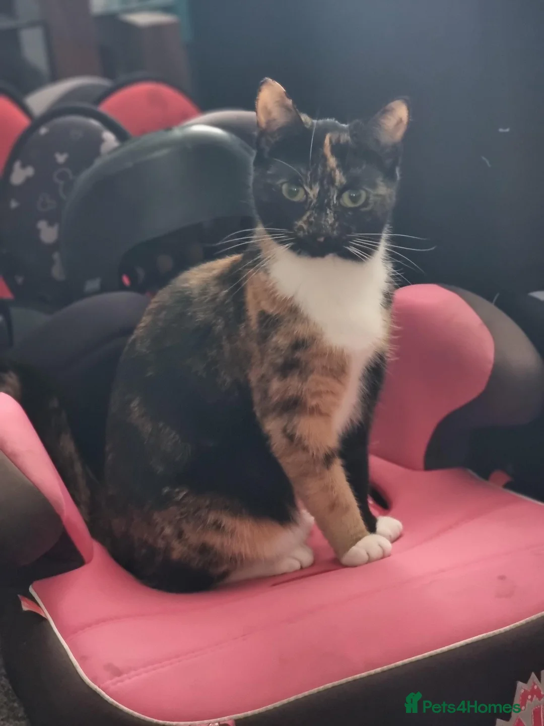 British Shorthair cats for sale: Loving Home Wanted for Lola  - Advert 2