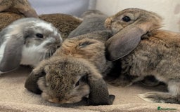 French Lop rabbits for sale: Beautiful Purebred French Lops For Sale - Image 3
