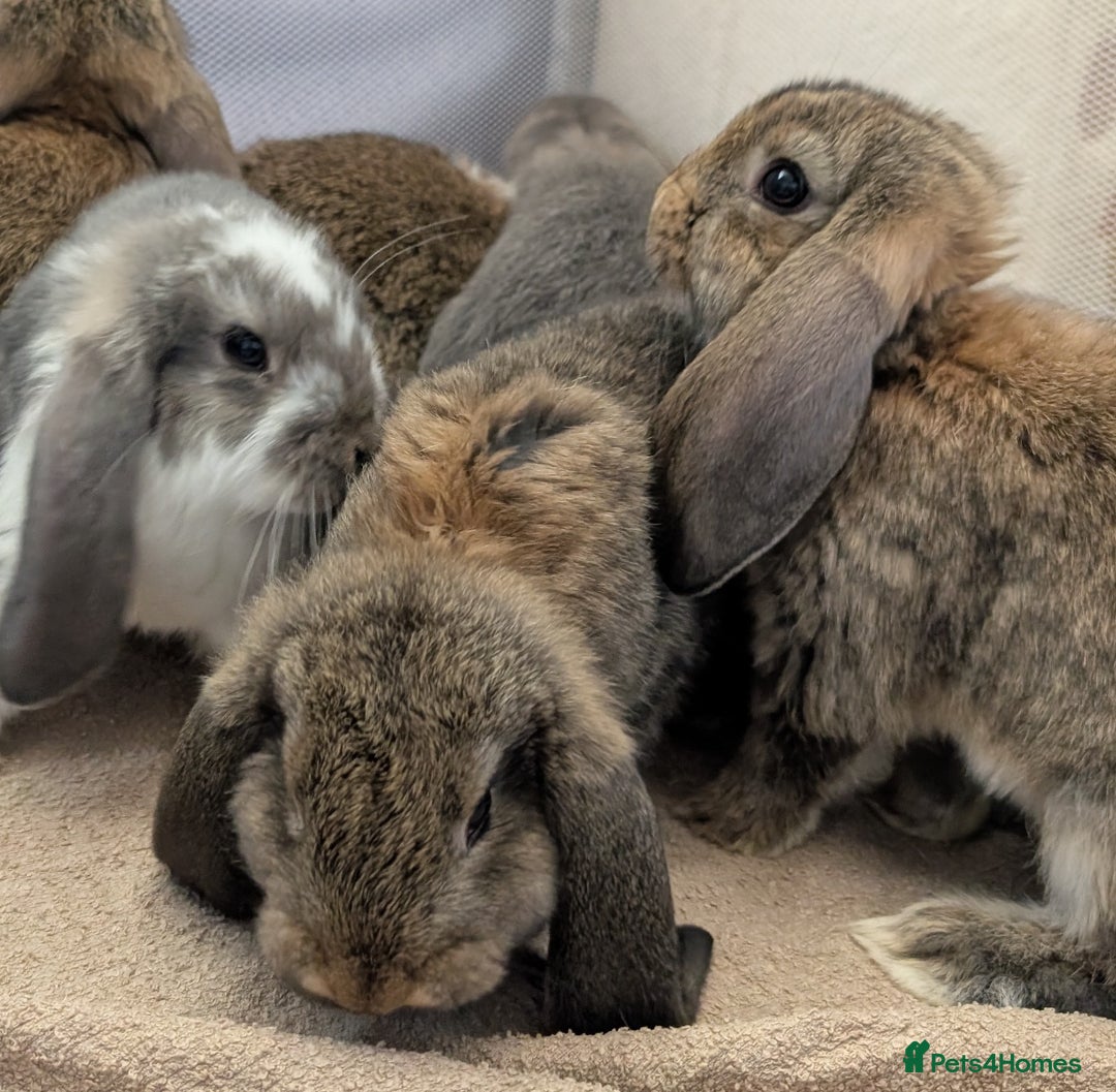 French Lop rabbits for sale: Beautiful Purebred French Lops For Sale - Image 3