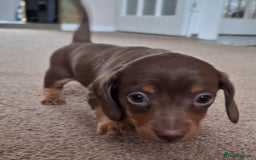 Miniature Dachshund dogs for sale: Miniature Dachshund Pups  in Banbury - Image 3