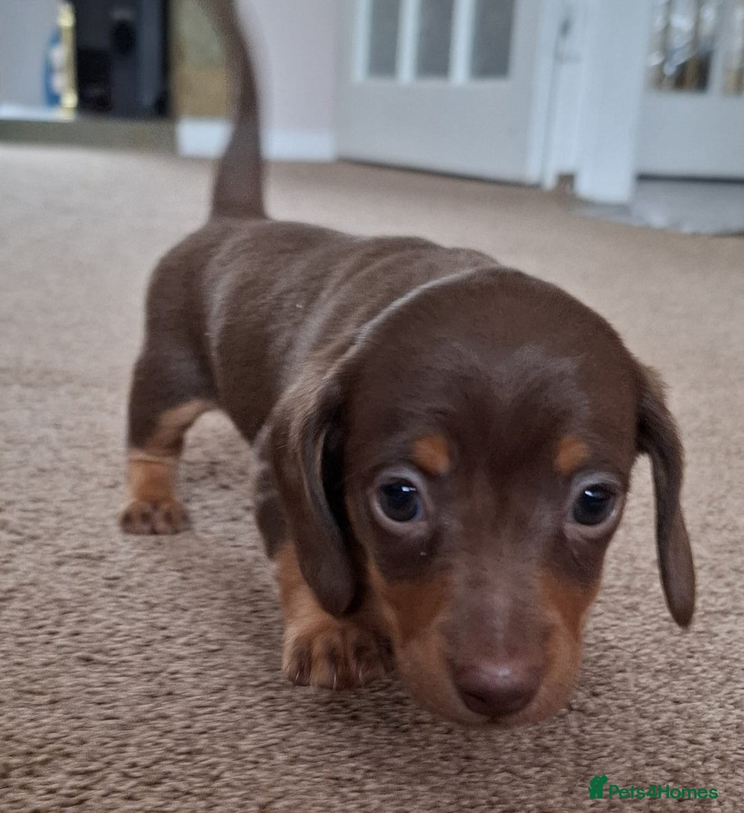 Miniature Dachshund dogs for sale: Miniature Dachshund Pups  in Banbury - Image 3